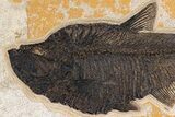 Green River Fossil Fish Mural With Diplomystus & Phareodus #254198-3
